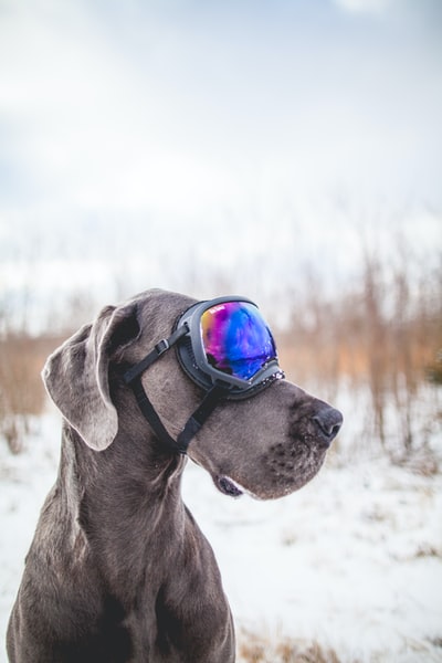 戴着黑色雪地护目镜的灰狗